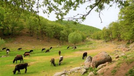 Türk Folklorunda Doğa ve Hayvanlar