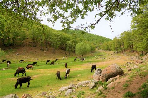 Türk Folklorunda Doğa ve Hayvanlar